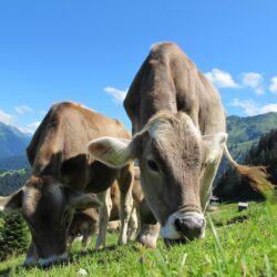 These farmers say their cows can solve the climate crisis